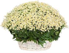 Цветочная композиция из Ромашки в корзине #REPLACE_PRED# Барсово